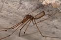 Pholcus_opilionoides_D4830_Z_88_Les Gris_Frankrijk